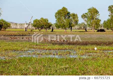 カカドゥ国立公園（Kakadu National Park） 60755725