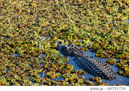 カカドゥ国立公園（Kakadu National Park） 60755726