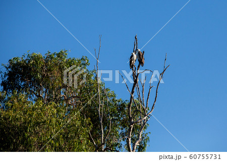 カカドゥ国立公園（Kakadu National Park） 60755731