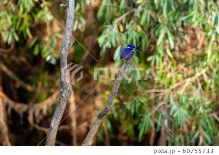 カカドゥ国立公園（Kakadu National Park） 60755733