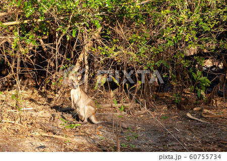 カカドゥ国立公園（Kakadu National Park） 60755734
