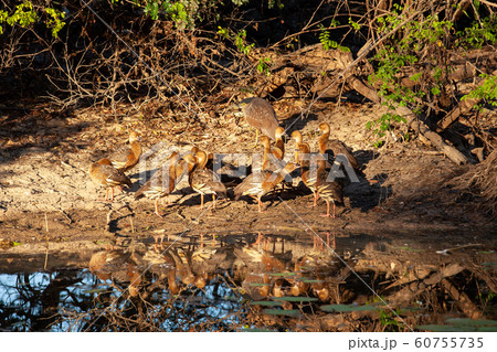 カカドゥ国立公園（Kakadu National Park） 60755735