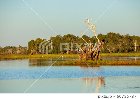 カカドゥ国立公園(Kakadu National Park) カカドゥ国立公園(Kakadu National Park) 60755737