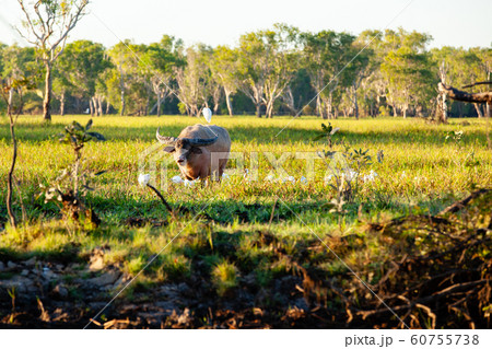 カカドゥ国立公園（Kakadu National Park） 60755738