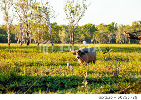 カカドゥ国立公園（Kakadu National Park） 60755739