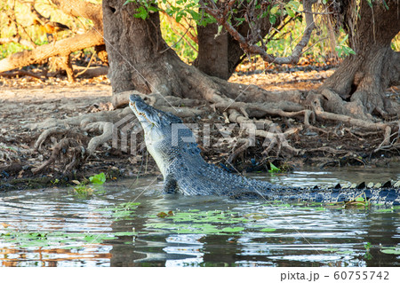 カカドゥ国立公園（Kakadu National Park） 60755742