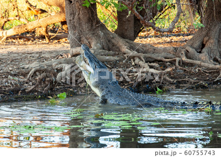 カカドゥ国立公園（Kakadu National Park） 60755743