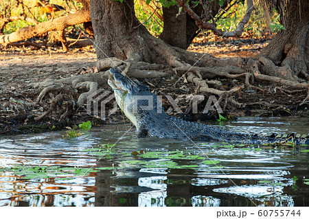 カカドゥ国立公園(Kakadu National Park) カカドゥ国立公園(Kakadu National Park) 60755744