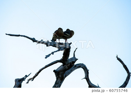 カカドゥ国立公園(Kakadu National Park) カカドゥ国立公園(Kakadu National Park) 60755746