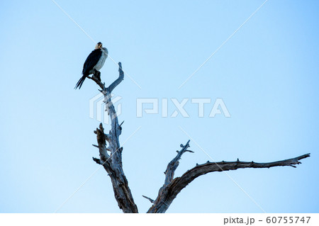 カカドゥ国立公園(Kakadu National Park) カカドゥ国立公園(Kakadu National Park) 60755747