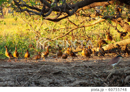 カカドゥ国立公園(Kakadu National Park) カカドゥ国立公園(Kakadu National Park) 60755748