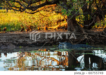 カカドゥ国立公園（Kakadu National Park） 60755749