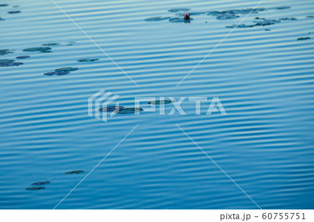 カカドゥ国立公園（Kakadu National Park） 60755751