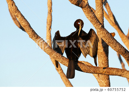 カカドゥ国立公園（Kakadu National Park） 60755752