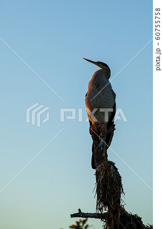 カカドゥ国立公園（Kakadu National Park） 60755758