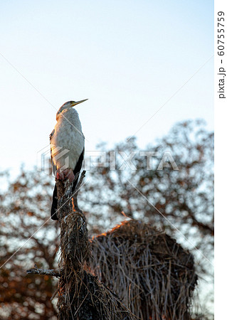 カカドゥ国立公園（Kakadu National Park） 60755759