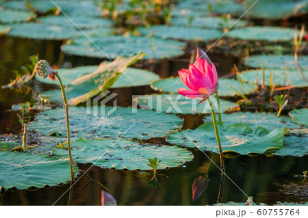 カカドゥ国立公園（Kakadu National Park） 60755764