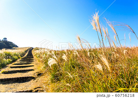 川内峠の秋景色・草紅葉　【長崎県平戸市】 60756218