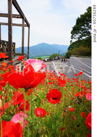 秩父高原牧場　彩の国ふれあい牧場　埼玉県　ポピー　モーモーハウス　展望広場 60756289
