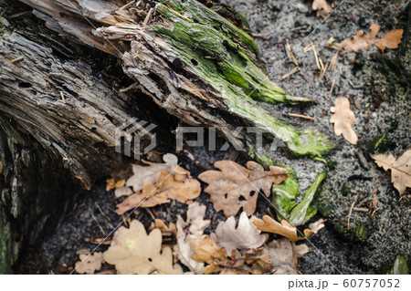 Near the old cracked tree stump are dry yellow oak Near the old cracked tree stump are dry yellow oak 60757052