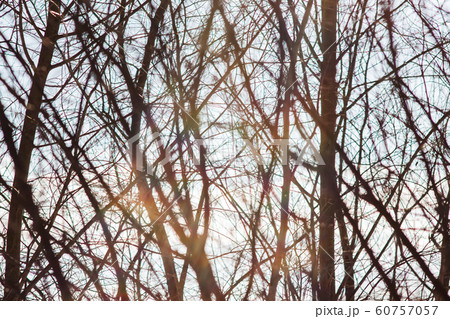 winter branches on the background of sky and sun winter branches on the background of sky and sun 60757057