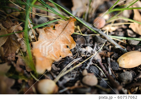 On the ground are autumn yellow dry oak leaves and On the ground are autumn yellow dry oak leaves and 60757062