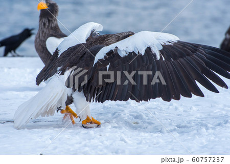 知床　冬 60757237