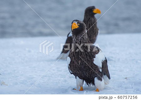 知床 冬 知床 冬 60757256