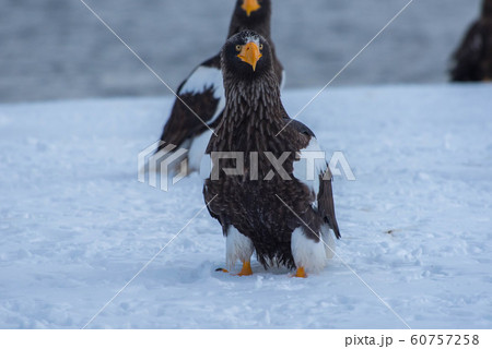 知床　冬 60757258