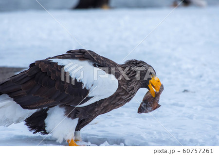 知床　冬 60757261