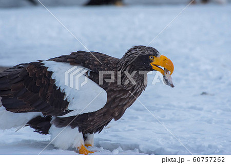 知床　冬 60757262