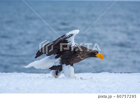 知床　冬 60757295