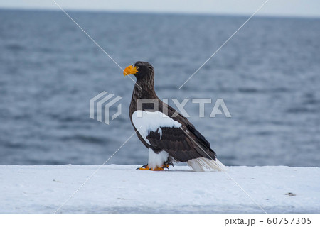 知床　冬 60757305