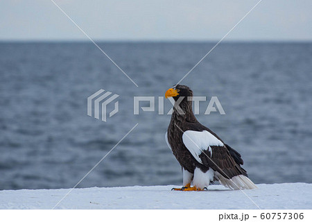 知床　冬 60757306