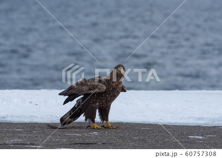 知床　冬 60757308