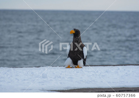 知床　冬 60757366