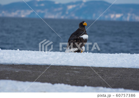 知床　冬 60757386