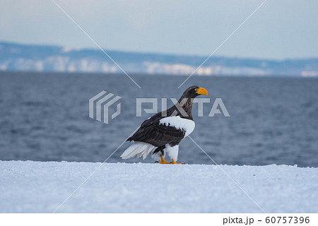 知床 冬 知床 冬 60757396