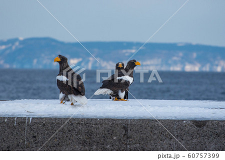 知床　冬 60757399