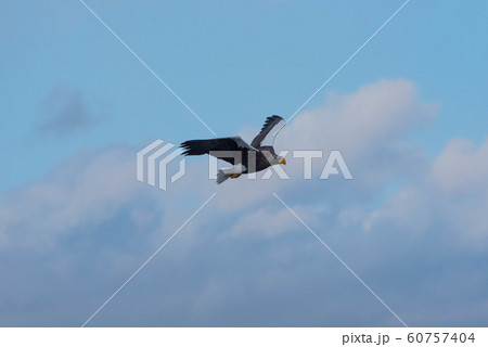 知床　冬 60757404