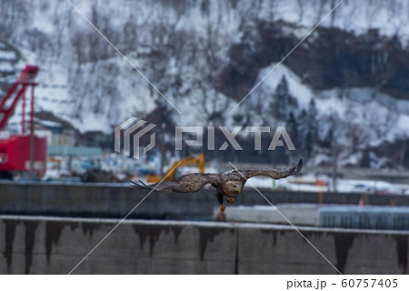 知床　冬 60757405