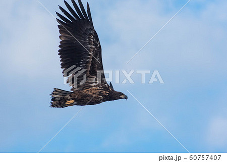 知床　冬 60757407