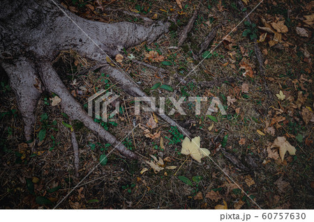 Strong roots. Thick roots of an old beech tree holding the earth Strong roots. Thick roots of an old beech tree holding the earth 60757630