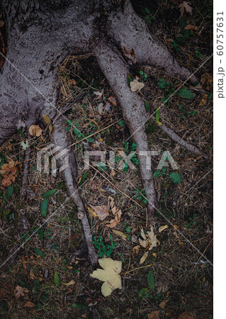 Strong roots. Thick roots of an old beech tree holding the earth Strong roots. Thick roots of an old beech tree holding the earth 60757631