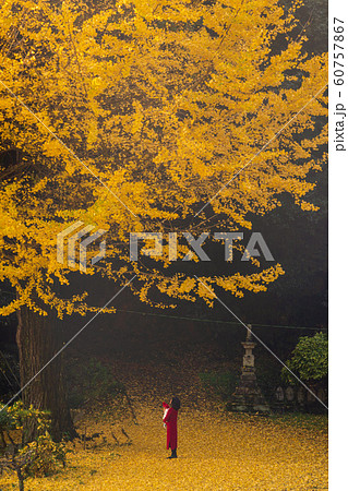 銀杏と親子 60757867