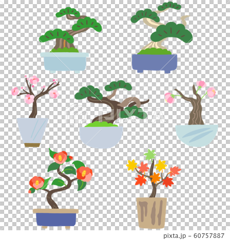 盆景室內盆栽植物 60757887