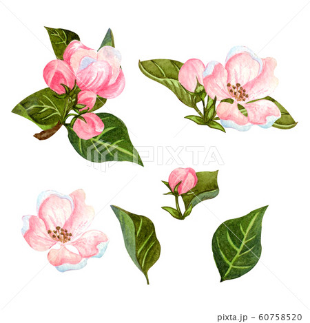 Watercolor set of blooming apple tree. Hand drawn Watercolor set of blooming apple tree. Hand drawn 60758520