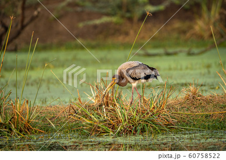 painted storks or Mycteria leucocephala juvenile in green background at keoladeo national park or bird sanctuary, bharatpur, india 60758522