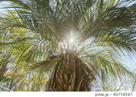 フェニックス 60758567