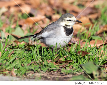 ハクセキレイ ハクセキレイ 60758573